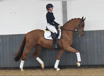 Hanoverian, Mare, 5 years, 16 hh, Chestnut-Red