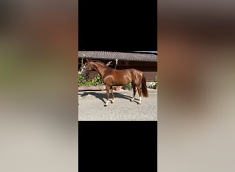 Hanoverian, Mare, 5 years, 16 hh, Chestnut-Red