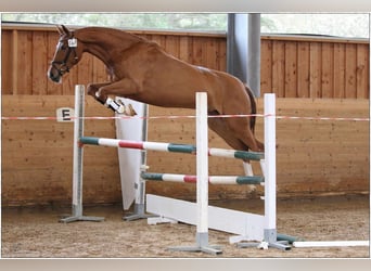 Hanoverian, Mare, 5 years, 16 hh, Chestnut-Red