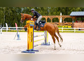 Hanoverian, Mare, 5 years, 16 hh, Chestnut-Red
