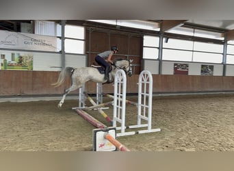 Hanoverian, Mare, 5 years, 16 hh, Gray-Dapple