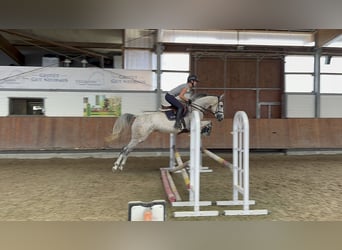 Hanoverian, Mare, 5 years, 16 hh, Gray-Dapple