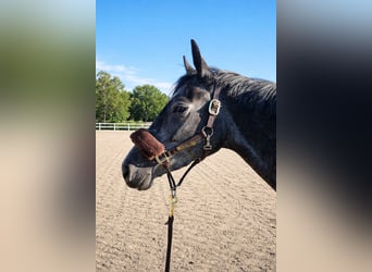 Hanoverian, Mare, 5 years, 16 hh, Grey-Dapple