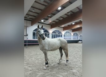 Hanoverian, Mare, 5 years, 16 hh, Grey-Dapple