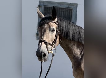 Hanoverian, Mare, 5 years, 16 hh, Grey-Dark-Tan