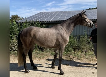 Hanoverian, Mare, 5 years, 16 hh, Grey-Dark-Tan