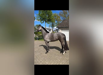 Hanoverian, Mare, 5 years, 16 hh, Grey