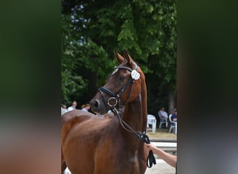 Hanoverian, Mare, 5 years, 16,1 hh, Bay-Dark