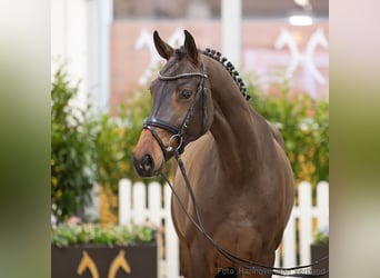Hanoverian, Mare, 5 years, 16,1 hh, Bay-Dark