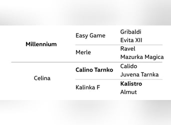 Hanoverian, Mare, 5 years, 16,1 hh, Bay-Dark