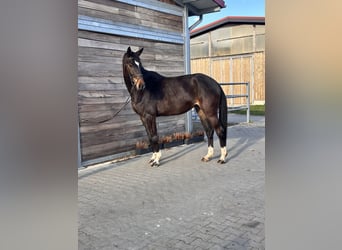 Hanoverian, Mare, 5 years, 16,1 hh, Bay-Dark