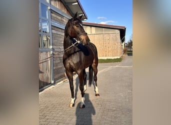 Hanoverian, Mare, 5 years, 16,1 hh, Bay-Dark