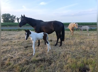 Hanoverian, Mare, 5 years, 16,1 hh, Black