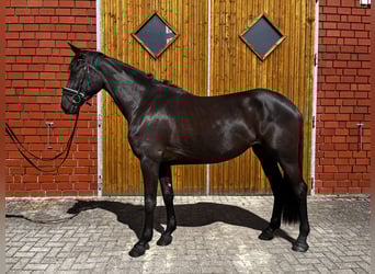 Hanoverian, Mare, 5 years, 16,1 hh, Black