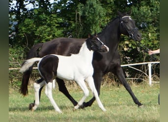 Hanoverian, Mare, 5 years, 16,1 hh, Black
