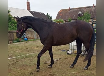 Hanoverian, Mare, 5 years, 16,1 hh, Black