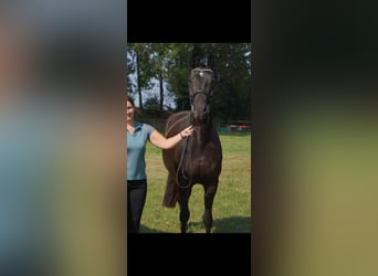 Hanoverian, Mare, 5 years, 16,1 hh, Black