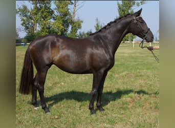 Hanoverian, Mare, 5 years, 16,1 hh, Black