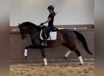 Hanoverian, Mare, 5 years, 16,1 hh, Black