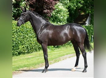 Hanoverian, Mare, 5 years, 16,1 hh, Black