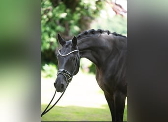 Hanoverian, Mare, 5 years, 16,1 hh, Black