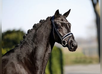 Hanoverian, Mare, 5 years, 16,1 hh, Black
