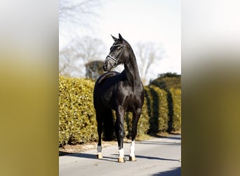 Hanoverian, Mare, 5 years, 16,1 hh, Black