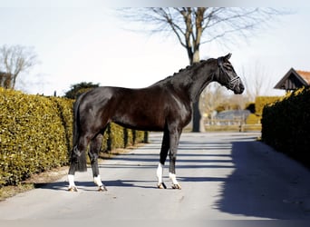 Hanoverian, Mare, 5 years, 16,1 hh, Black