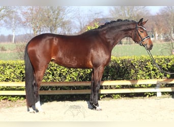 Hanoverian, Mare, 5 years, 16,1 hh, Brown