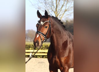 Hanoverian, Mare, 5 years, 16,1 hh, Brown