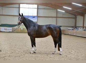 Hanoverian, Mare, 5 years, 16,1 hh, Brown