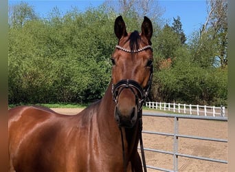 Hanoverian, Mare, 5 years, 16,1 hh, Brown