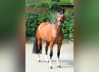 Hanoverian, Mare, 5 years, 16,1 hh, Brown