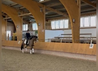 Hanoverian, Mare, 5 years, 16,1 hh, Brown