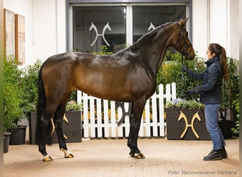 Hanoverian, Mare, 5 years, 16,1 hh, Brown