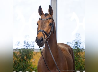 Hanoverian, Mare, 5 years, 16,1 hh, Brown