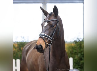 Hanoverian, Mare, 5 years, 16,1 hh, Brown
