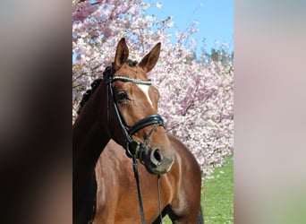 Hanoverian, Mare, 5 years, 16,1 hh, Chestnut