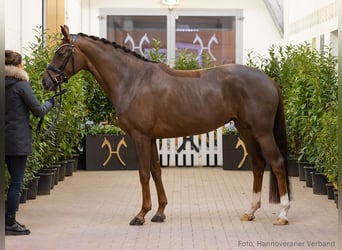 Hanoverian, Mare, 5 years, 16,1 hh, Chestnut