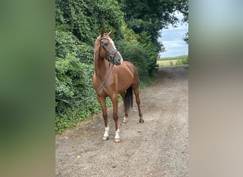 Hanoverian, Mare, 5 years, 16,1 hh, Chestnut-Red