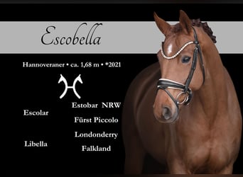 Hanoverian, Mare, 5 years, 16,1 hh, Chestnut-Red