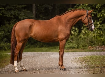 Hanoverian, Mare, 5 years, 16,1 hh, Chestnut-Red