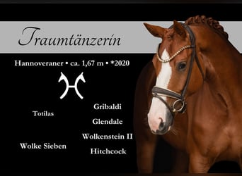 Hanoverian, Mare, 5 years, 16,1 hh, Chestnut-Red