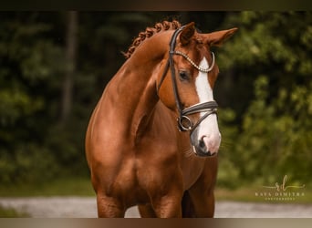 Hanoverian, Mare, 5 years, 16,1 hh, Chestnut-Red