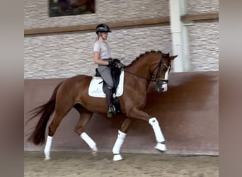 Hanoverian, Mare, 5 years, 16,1 hh, Chestnut-Red