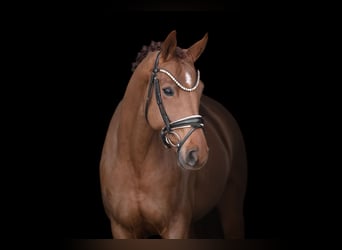 Hanoverian, Mare, 5 years, 16,1 hh, Chestnut-Red