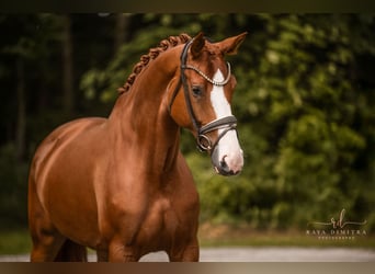 Hanoverian, Mare, 5 years, 16,1 hh, Chestnut-Red