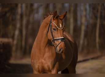 Hanoverian, Mare, 5 years, 16,1 hh, Chestnut-Red