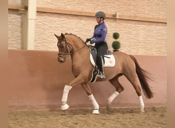 Hanoverian, Mare, 5 years, 16,1 hh, Chestnut-Red