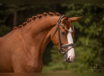 Hanoverian, Mare, 5 years, 16,1 hh, Chestnut-Red